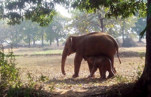 Elefant Foto  Caters News Agency (3)