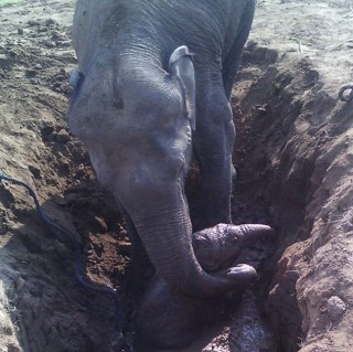 Elefant Foto  Caters News Agency