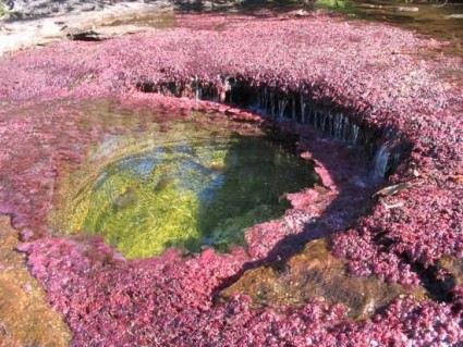 Râul Cano Cristales, Columbia