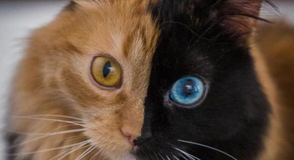 (FOTO) Pisicile cu două fețe: Cum explică specialiștii înfățișarea felinelor