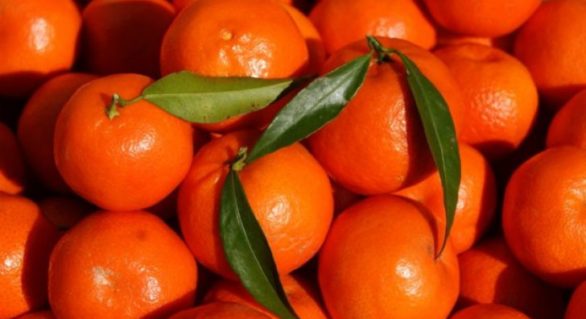 Secretul clementinelor cu frunze din supermarketuri