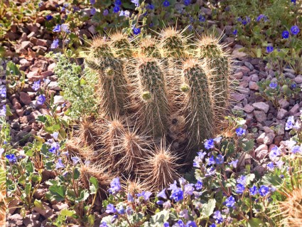 Gradina Botanica Desert din Phoenix