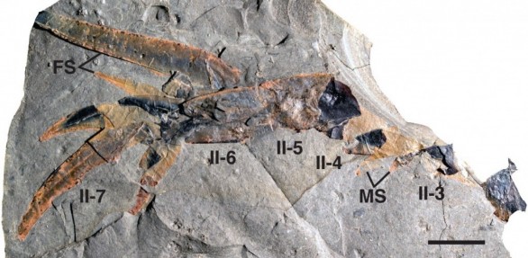 Scorpion paleozoic