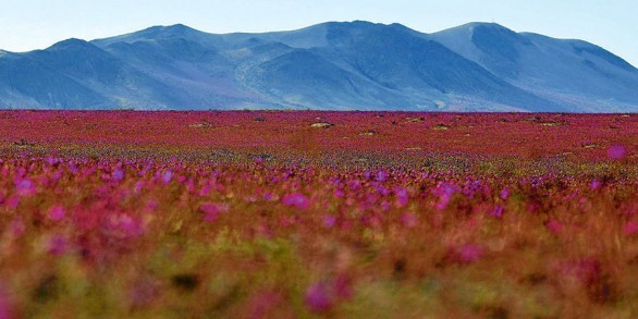 Deşertul Atacama înflorit.PNG1